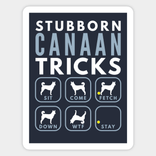 Stubborn Bedouin Sheepdog Tricks - Dog Training Magnet